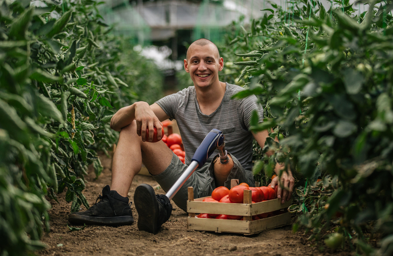 man with prosthetic leg picking tomatoes